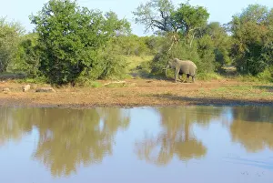 Lodge: African Elephant