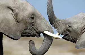 Greeting: African Elephant - two