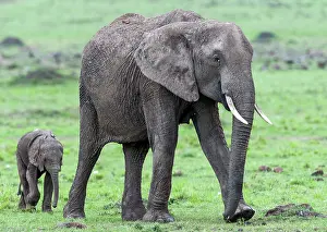 Renato Granieri: African Elephant adult female and calf walking