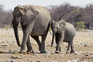 Karl Terblanche: African Elephant - adult and juvenile side by side