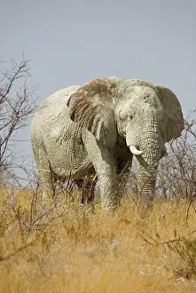 Karl Terblanche: African Elephant - adult moving through yellow