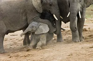 Youngsters: African Elephant - Adult resting foot on youngster's back