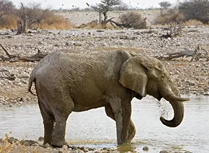 Karl Terblanche: African Elephant - adult spraying water at a waterhole