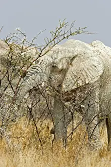 Karl Terblanche: African Elephant - adult white with dried mud feeding