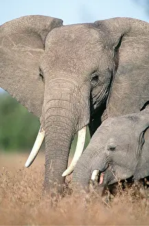 Tusks: AFRICAN ELEPHANT - ADULT & YOUNG