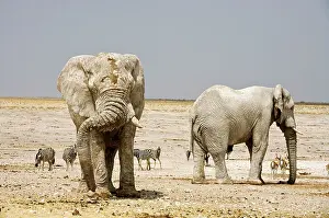 Karl Terblanche: African Elephant - two Adults covered in dried