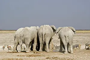 Karl Terblanche: African Elephant - adults crowded around a water