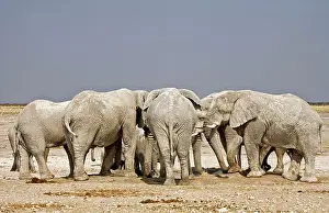 Karl Terblanche: African Elephant - adults crowding around a water hole