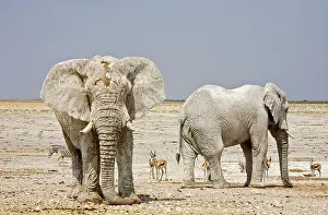 Karl Terblanche: African Elephant - two adults with Springbok in