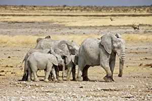 Karl Terblanche: African Elephant - adults and young on a trampled plain