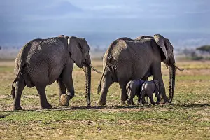 161018: African Elephant adults with young walking in Amboselli