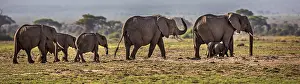 161018: African Elephant adults with young walking in Amboselli