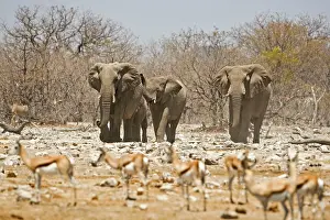 Springboks: African Elephant - Approaching a herd of springbok