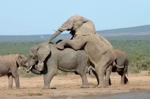 Penis: African Elephant attempting to mate with another bull
