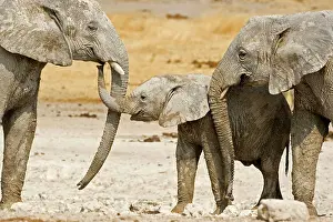 Karl Terblanche: African Elephant - baby and two adults greeting