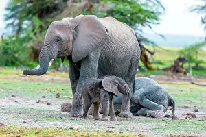 Amboseli: African Elephant and baby in Amboselli National Park, Kenya