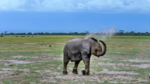 Amboselli: African Elephant baby dusting in Amboselli National
