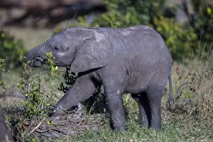 Pejeta: African Elephant baby feeding on bushes in OL Pejeta