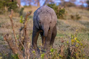 Pejeta: African Elephant baby in Ol Pejeta, Laikipia