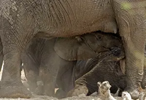 Karl Terblanche: African Elephant - baby playing in the dust by