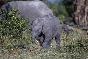 Pejeta: African Elephant baby playing with a stick in Ol