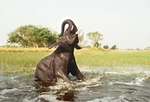 Temperature: AFRICAN ELEPHANT - Bathing in lagoon