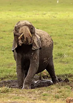 Wallowing: African Elephant bathing in mud