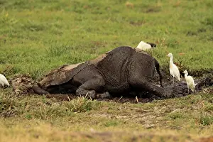 Wallowing: African Elephant bathing in mud