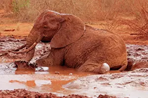 Wallowing: African Elephant bathing in mud