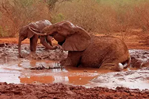 Wallowing: African Elephant bathing in mud