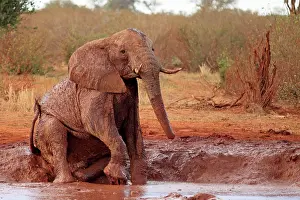 Wallowing: African Elephant bathing in mud