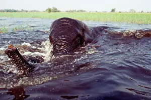 Swiming: African Elephant - bathing / swiming