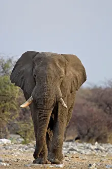 Karl Terblanche: African Elephant - big adult walking straight towards