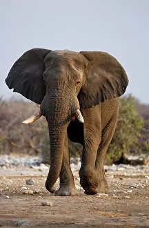 Karl Terblanche: African Elephant - big adult walking straight towards