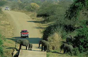 Encroachment: African Elephant - Breeding herd crossing a road