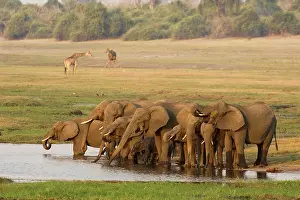 Camelopardis: African Elephant - Breeding herd drinking in the