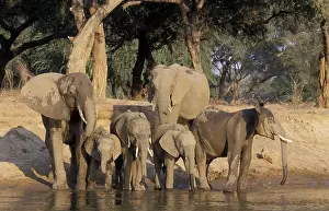 Zambezi: African Elephant - A breeding herd drinking at