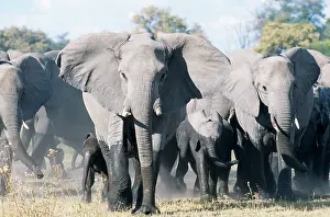 Ingrid Van Den Berg: African ELEPHANT - breeding herd with matriarch threatening