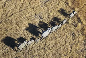 Endorheic: African Elephant - breeding herd - roaming - aerial
