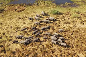 Roaming: African Elephant breeding herd roaming aerial view