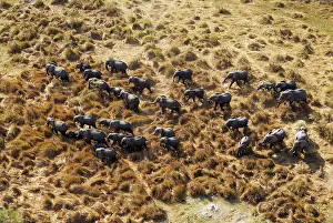 Roaming: African Elephant breeding herd roaming aerial view