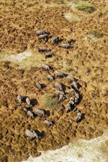Roaming: African Elephant breeding herd roaming aerial view
