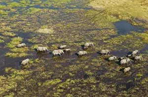 Roaming: African Elephant breeding herd roaming in a freshwater