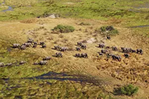 Roaming: African Elephant breeding herd roaming in a freshwater