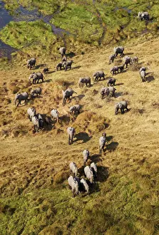 Roaming: African Elephant breeding herd roaming in a freshwater