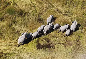 Roaming: African Elephant breeding herd roaming in a freshwater