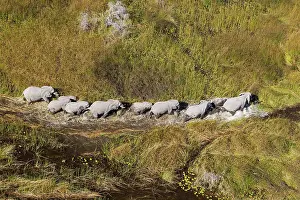 Roaming: African Elephant breeding herd roaming in a freshwater
