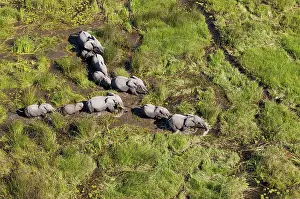 Roaming: African Elephant breeding herd roaming in a freshwater