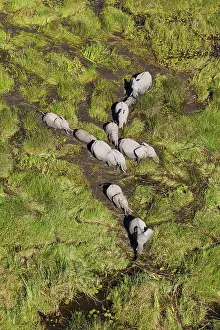 Roaming: African Elephant breeding herd roaming in a freshwater
