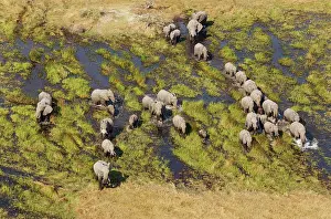 Roaming: African Elephant breeding herd roaming in a freshwater